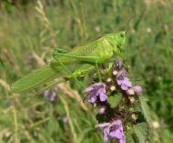 Zöld  lombszöcske Tettigonia viridissima