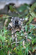szongáriai cselőpók Lycosa syngoriensis1.