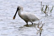 kanalas gém, Platalea leucorodia