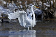 Nagy kócsag, Egretta alba