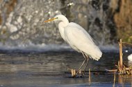 Nagy kócsag, Egretta alba