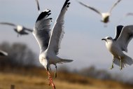 Viharsirélyok, Larus canus